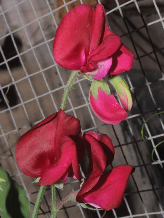 mp_lathyrus_odo_2013_01.jpg