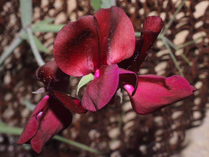 mp_lathyrus_odo_2015_02.jpg