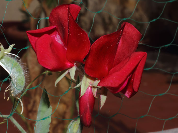 mp_lathyrus_odo_2015_03.jpg
