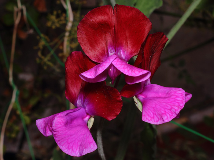 mp_lathyrus_odo_2017_05.jpg