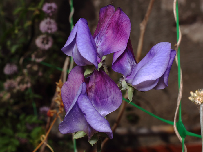 mp_lathyrus_odo_2017_06.jpg