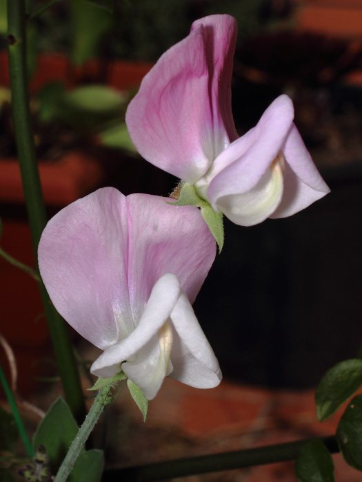mp_lathyrus_odo_2017_07.jpg