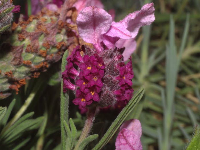 mp_lavandula_ped_2016_01.jpg