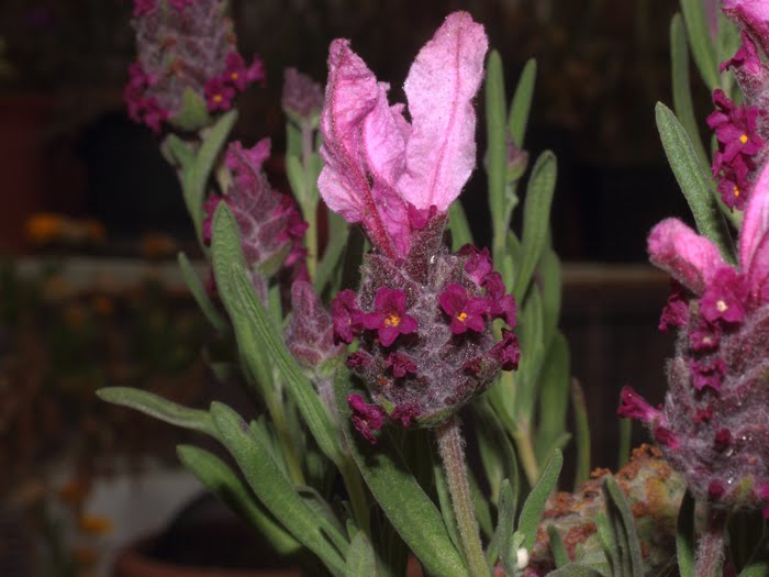 mp_lavandula_ped_2016_02.jpg