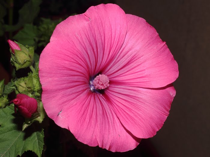 mp_lavatera_tri_2016_01.jpg