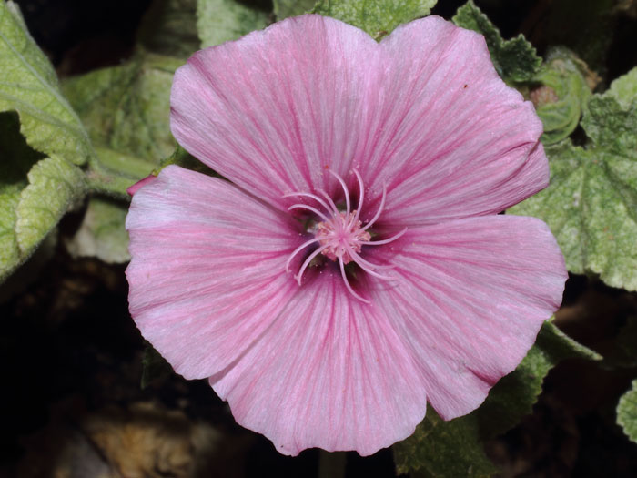 mp_lavatera_trimestris_sc_2013_01.jpg