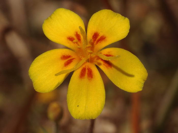 mp_leptosiphon_afh_2016_02.jpg