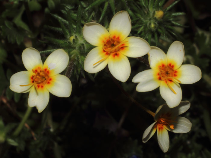mp_leptosiphon_afr_2015_02.jpg