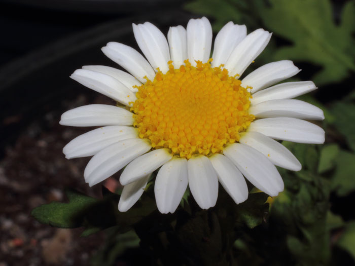 mp_leucanthemum_pal_2013_02.jpg