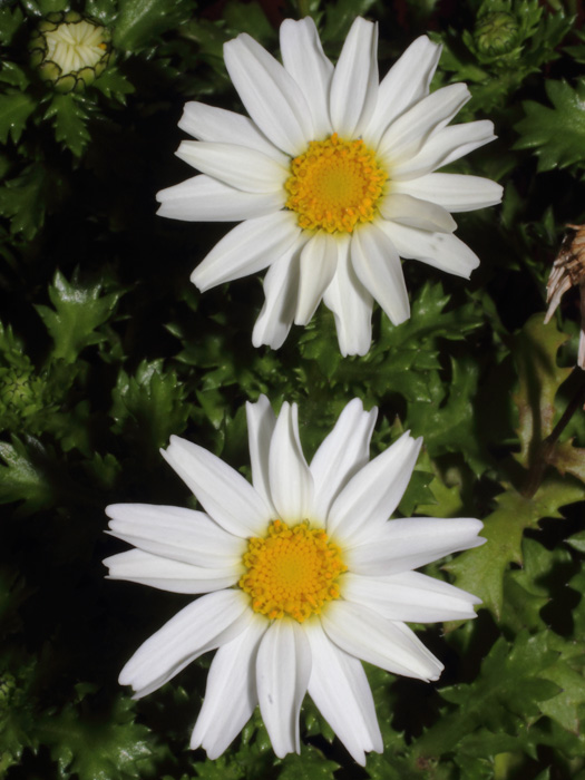 mp_leucanthemum_pal_2014_01.jpg