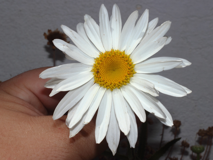 mp_leucanthemum_xsu_2016_01.jpg