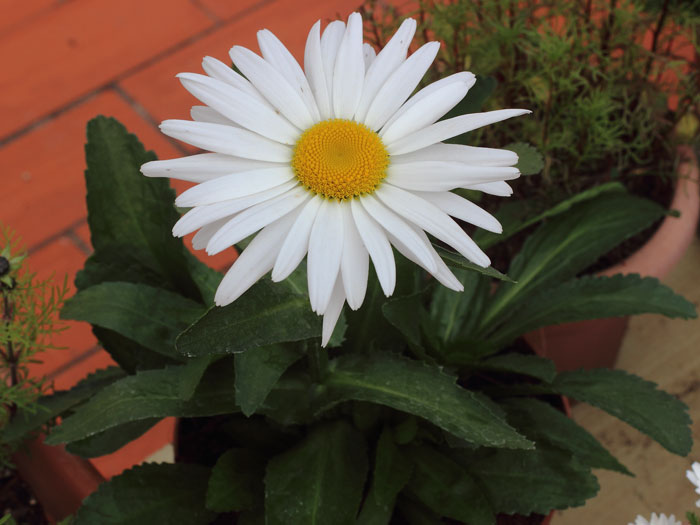 mp_leucanthemum_xsup_2015_01.jpg