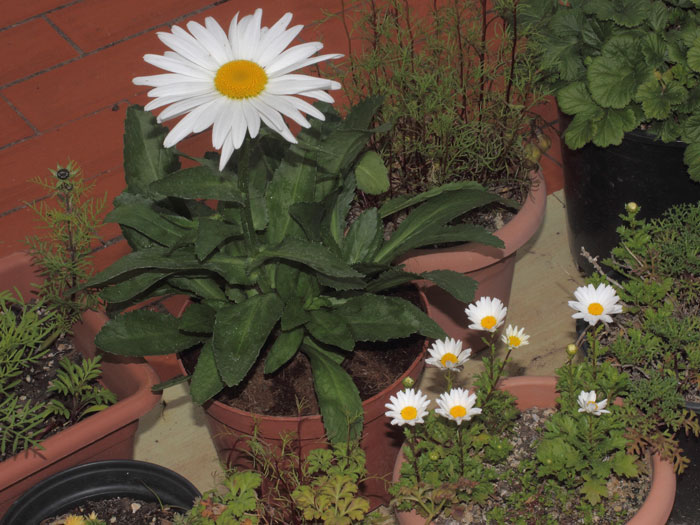 mp_leucanthemum_xsup_2015_02.jpg