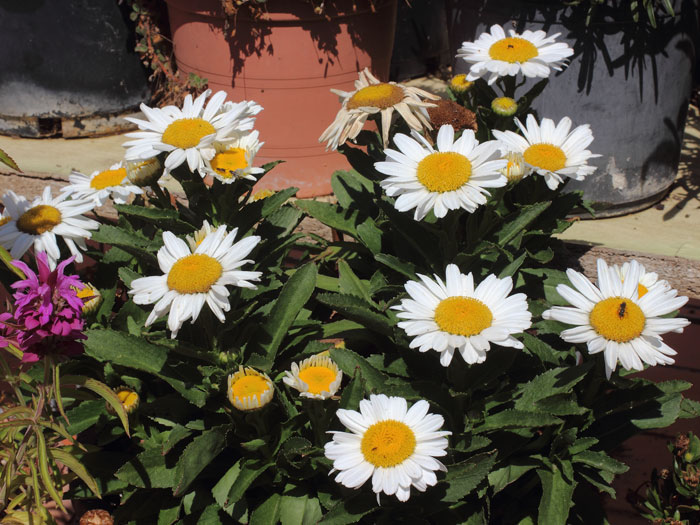 mp_leucanthemum_xsup_2015_03.jpg
