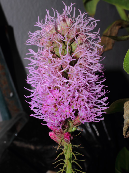 mp_liatris_2012_01.jpg