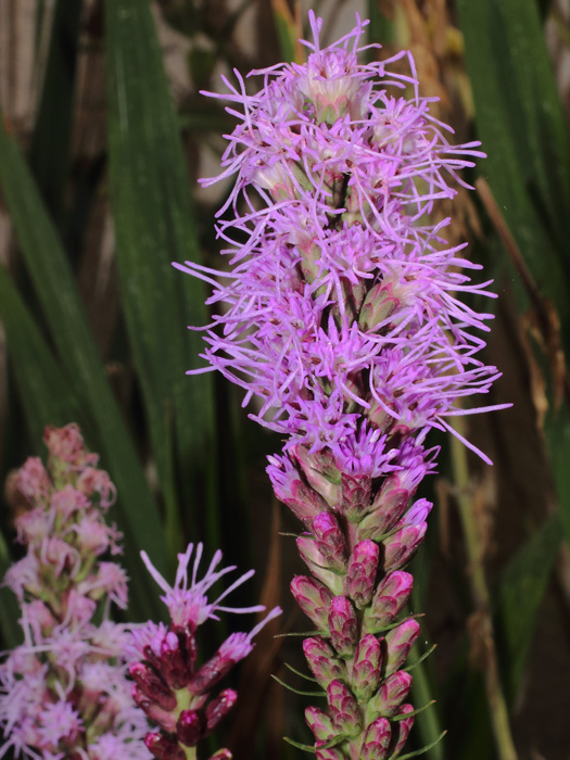 mp_liatris_spi_2014_01.jpg