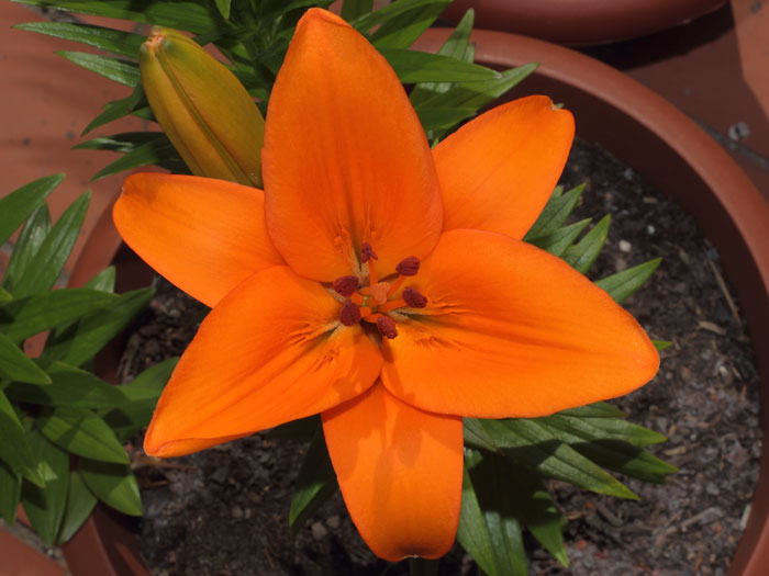 mp_lilium_asia_2013_01.jpg