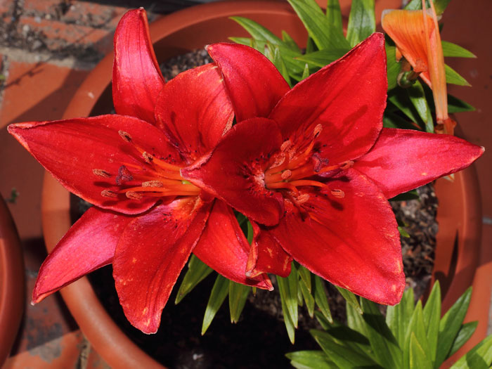 mp_lilium_asia_2013_02.jpg