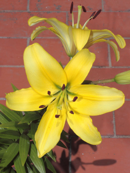 mp_lilium_asia_2013_04.jpg