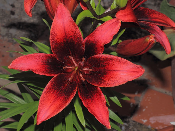 mp_lilium_asia_u_2013_02.jpg
