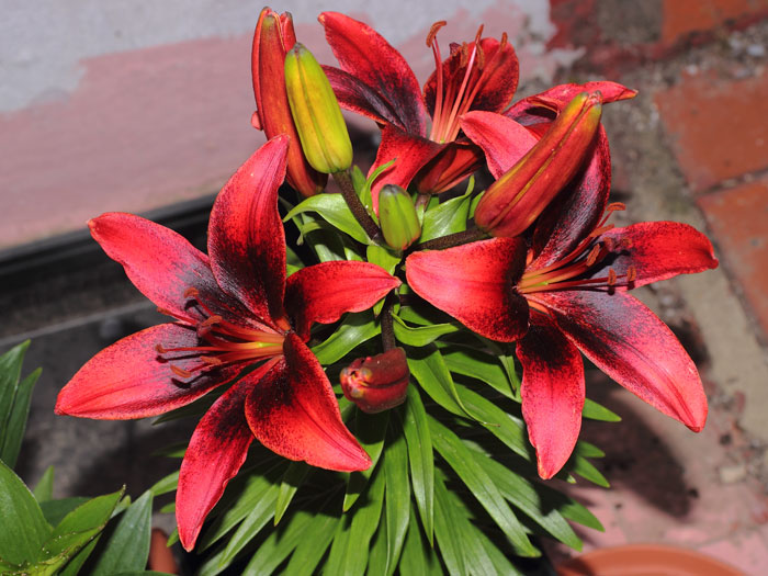 mp_lilium_asia_u_2013_03.jpg