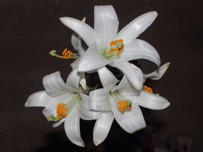mp_lilium_can_2015_01.jpg