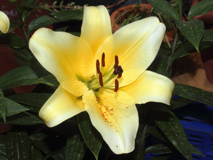 mp_lilium_cdo_2016_01.jpg