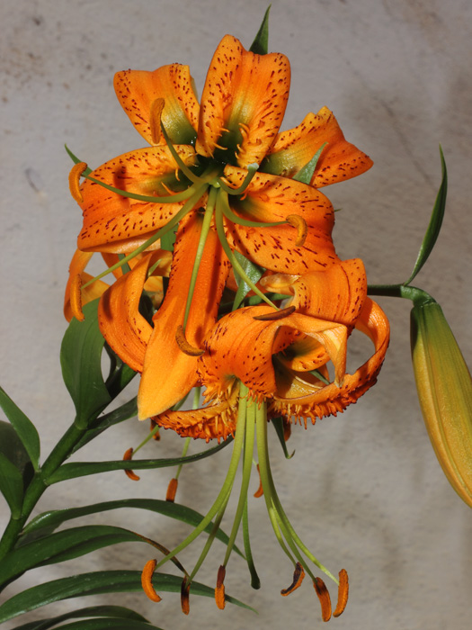 mp_lilium_hen_2014_01.jpg