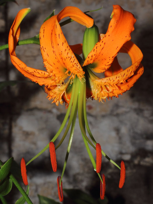 mp_lilium_hen_2015_01.jpg