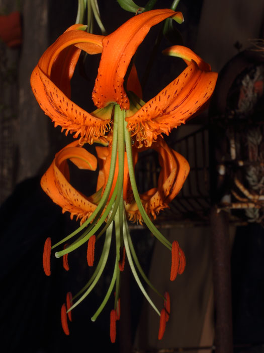 mp_lilium_hen_2015_03.jpg