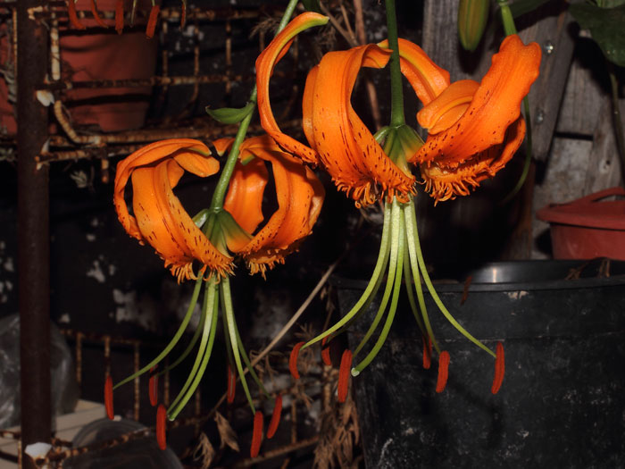 mp_lilium_hen_2015_04.jpg