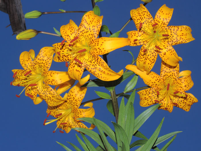 mp_lilium_lei_2015_01.jpg