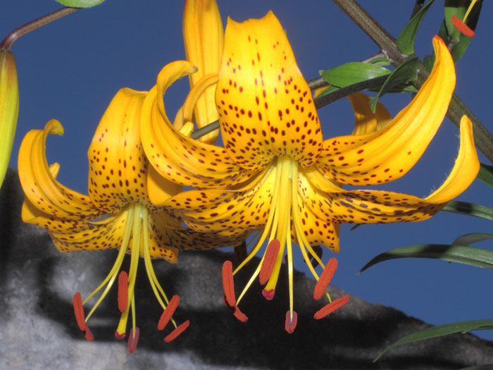 mp_lilium_lei_2015_02.jpg