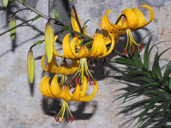 mp_lilium_lei_2015_03.jpg