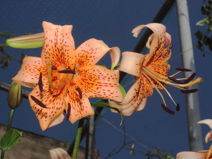 mp_lilium_lsp_2015_01.jpg