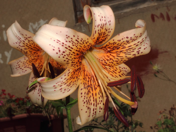 mp_lilium_lsp_2015_03.jpg