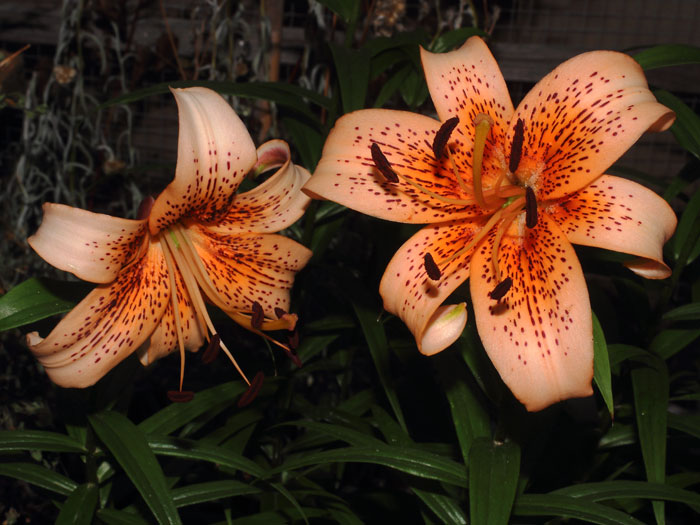 mp_lilium_lsp_2015_04.jpg