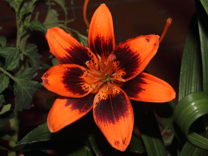 mp_lilium_pix_2015_01.jpg