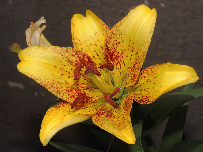mp_lilium_pix_2015_02.jpg