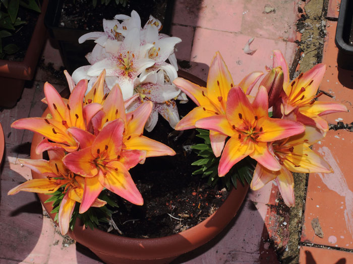 mp_lilium_pixels_2013_01.jpg