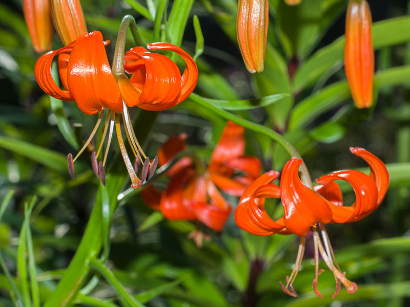 mp_lilium_pum_2021_01.jpg