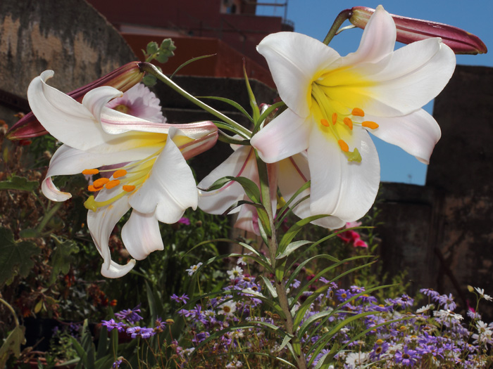 mp_lilium_reg_2014_04.jpg