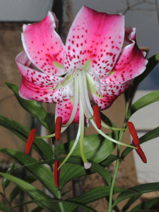mp_lilium_suc_2015_01.jpg