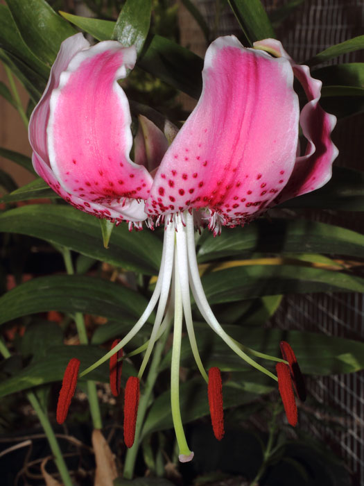 mp_lilium_suc_2015_02.jpg