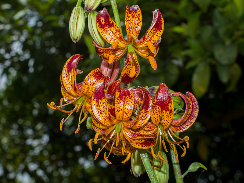 mp_lilium_xma_2021_01.jpg