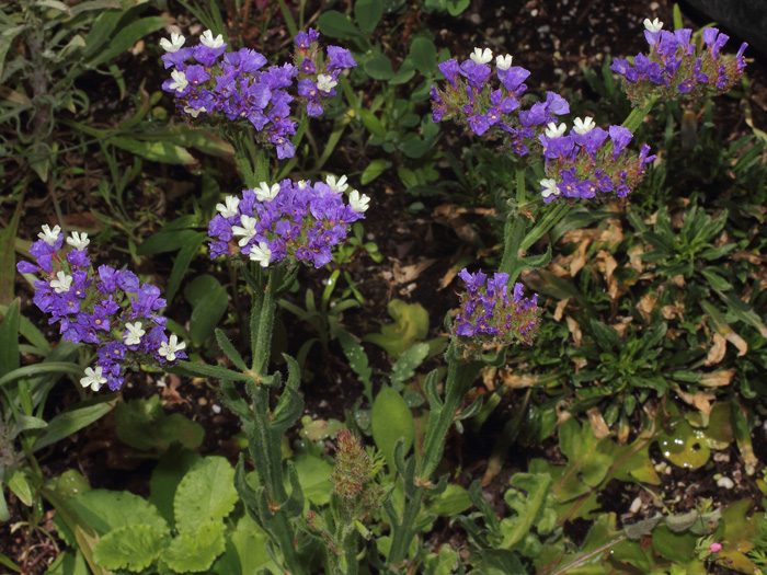 mp_limonium_sin_2014_01.jpg