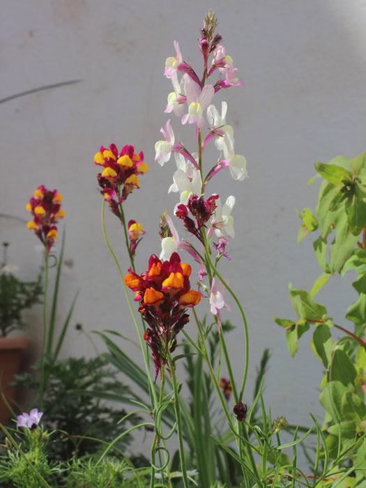 mp_linaria_2_2016_01.jpg
