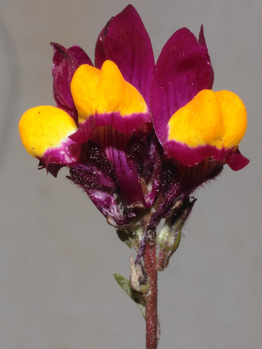 mp_linaria_flamenco_2014_01.jpg