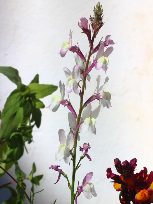mp_linaria_mar_2016_01.jpg