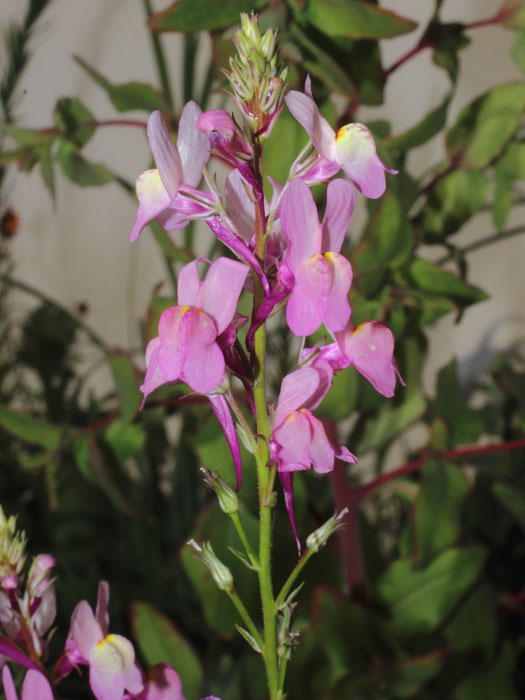 mp_linaria_mar_2016_02.jpg
